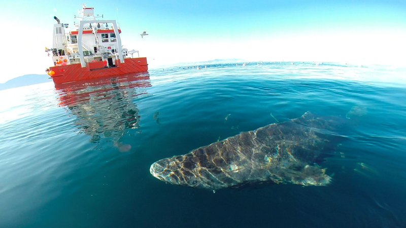 Image: Discover the Thrilling Experience of Admiral Shark Casino in the UK