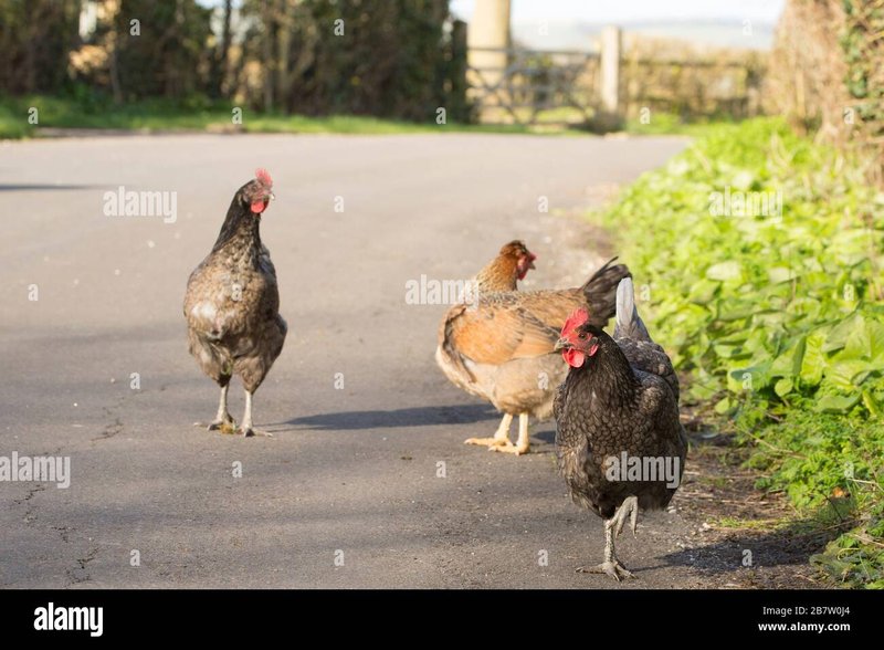 Explorez chicken road jeu