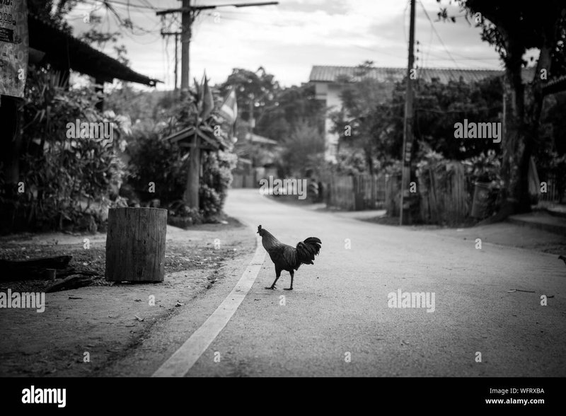 Jugar chicken road, chicken road casino